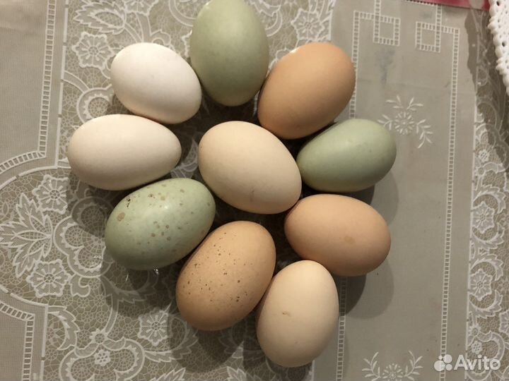 Инкубационные куриные яйца