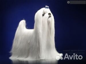 Щенок мальтезе мини (мальчик, Мальтийская болонка)