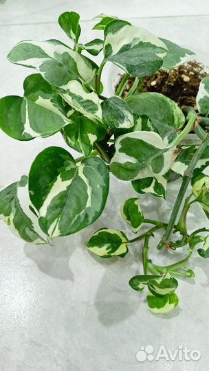 Scindapsus N’Joy (Стендапсус N’Joy)