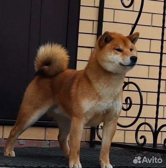 Сиба ину кобель вязка