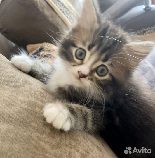 Котенок девочка