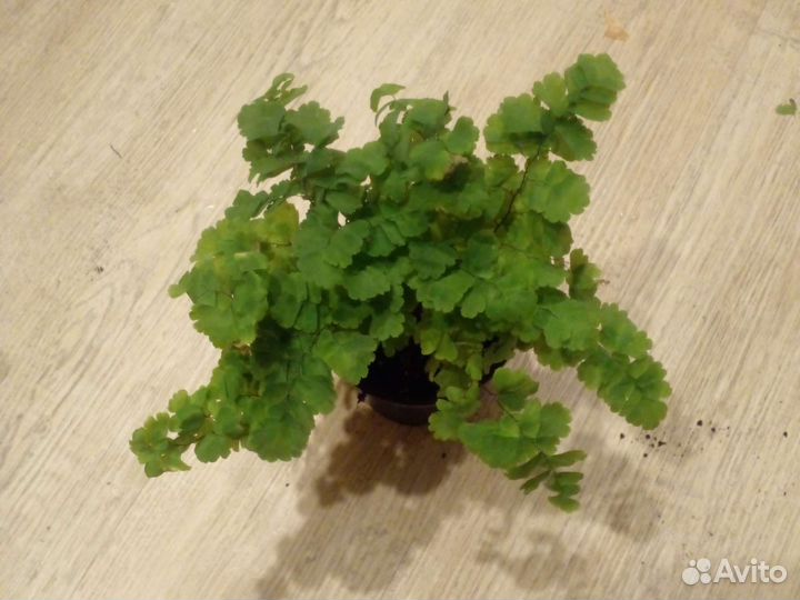 Папоротник адиантум