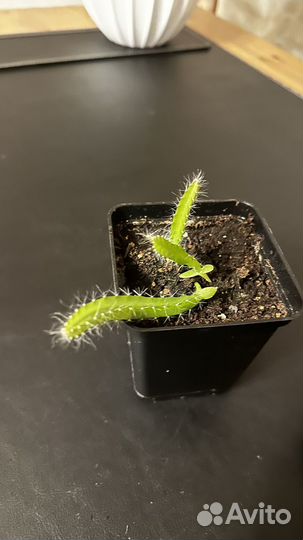 Кактус питахайя