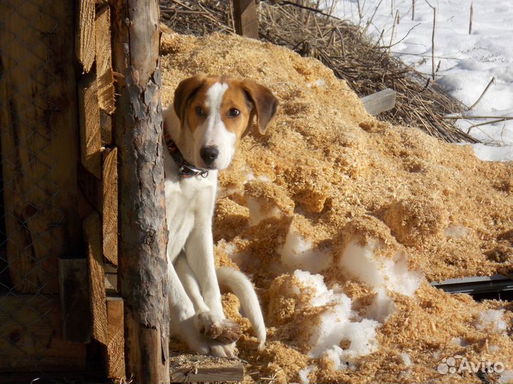 Русская пегая гончая