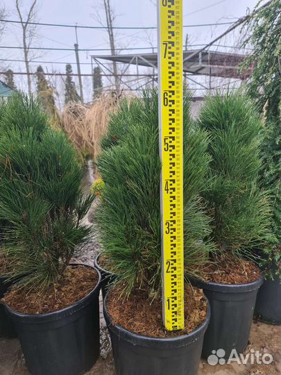 Сосна черная Грин Тауер