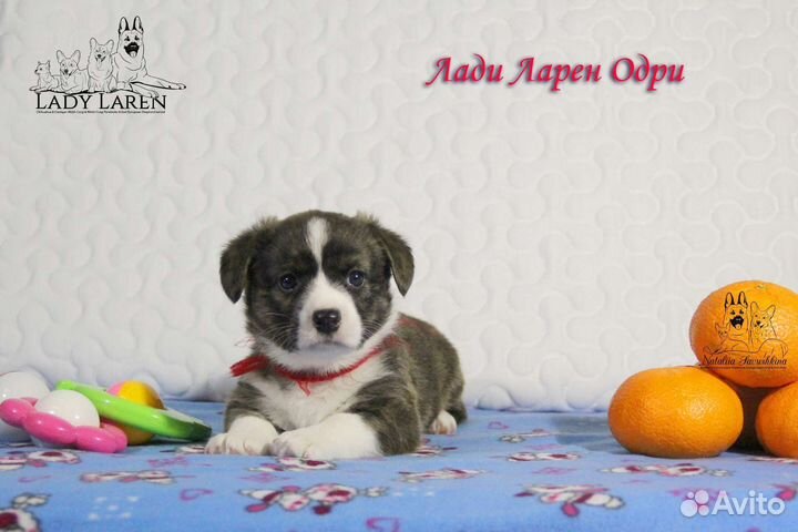 Вельш-корги щенки