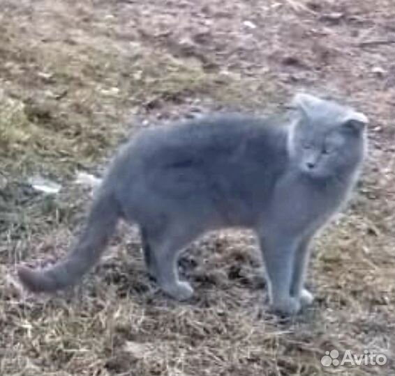 Британец на улице