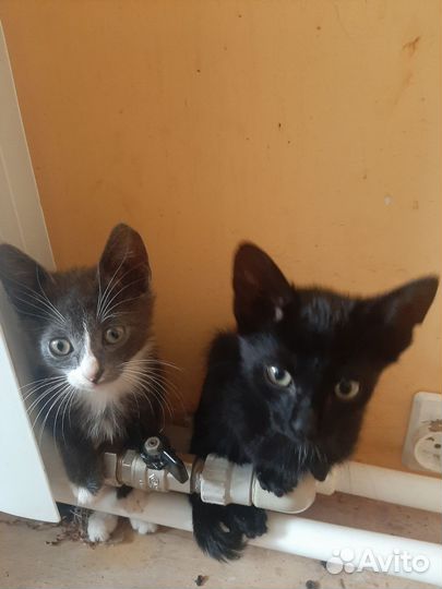 Котятки в добрые руки