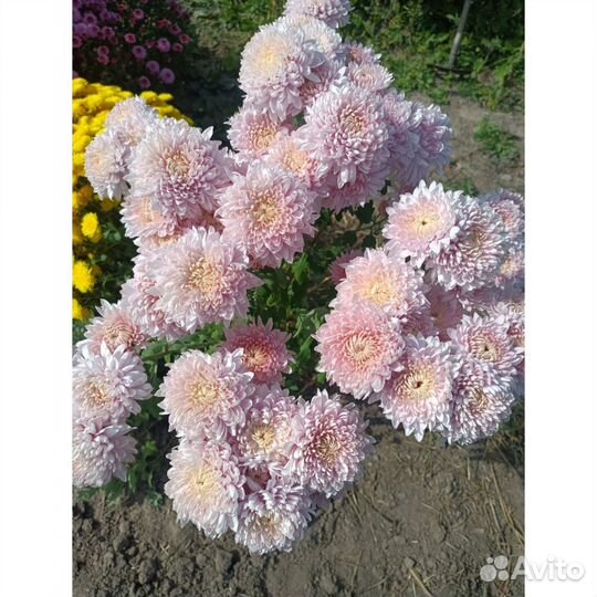 Хризантема корейская