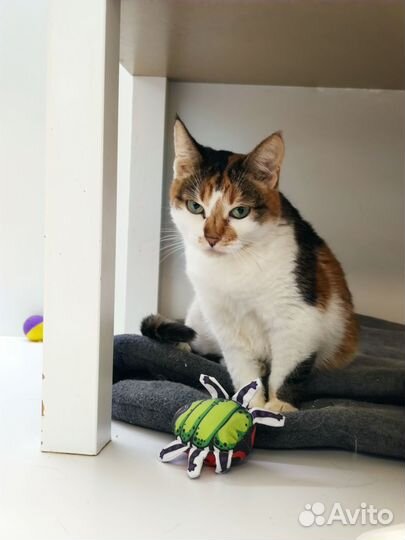 Кошка Сонечка, умная и спокойная в добрые руки