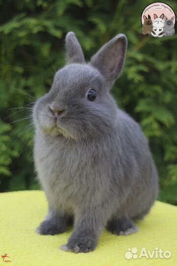 Нидерландский карликовый кролик девочка