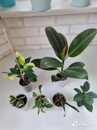 Фикусы 3