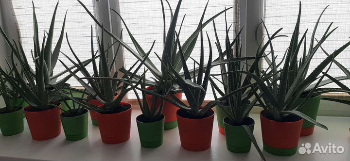 Алоэ вера лекарственный