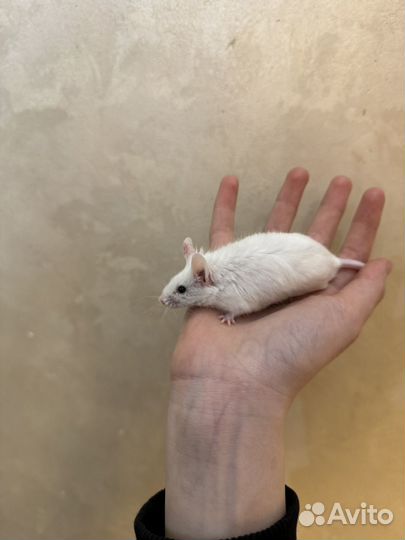 Сатиновая мышь