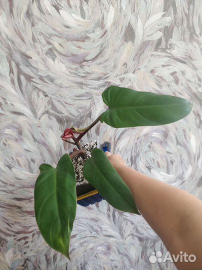 Филодендрон