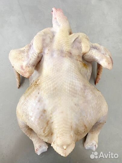 Домашние куры-бройлеры