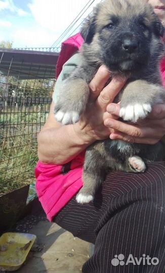 Щенки Алабай