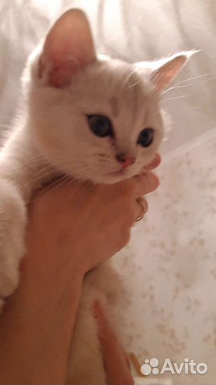 Британские золотые и серебристые шиншиллы