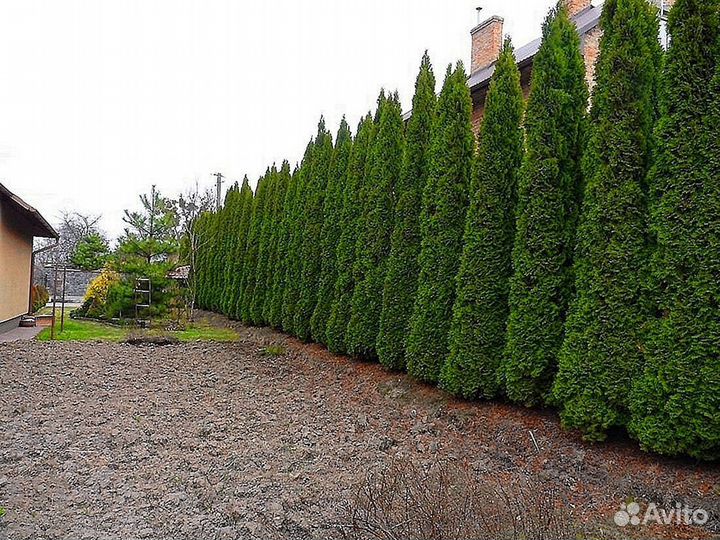 Туя из питомника