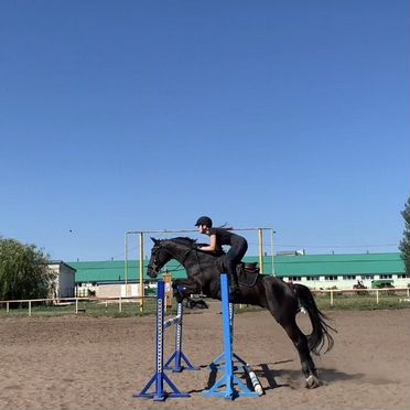 Лошадь в аренду