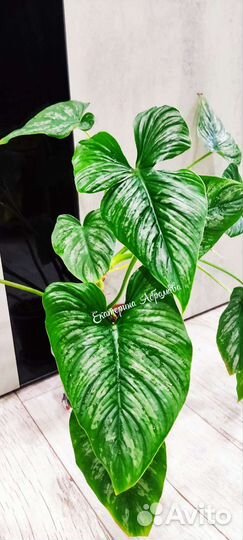 Филодендрон Мамей