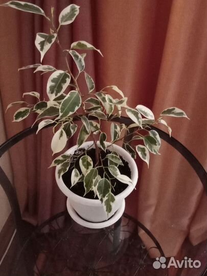 Комнатные цветы