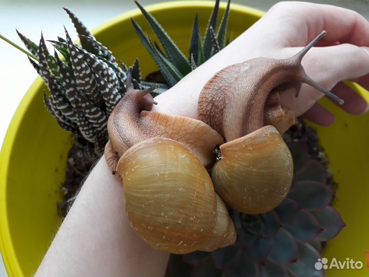 Улитки архахатины