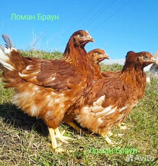 Куры молодки несушки