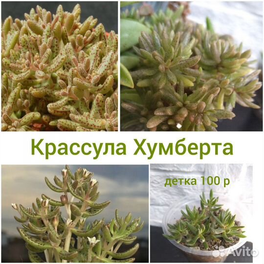 Суккуленты