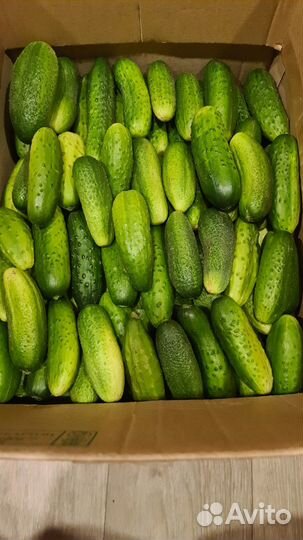 Продам огурцы