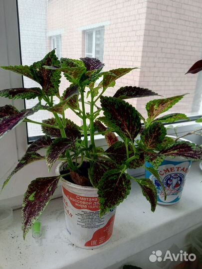 Комнатные цветы