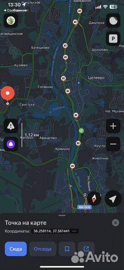 Ель колючая