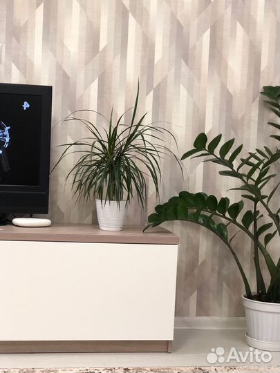 Драцена Маргината