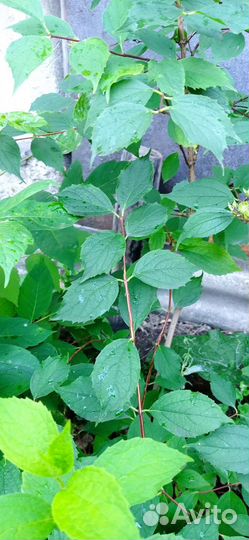 Саженцы садовых кустарников