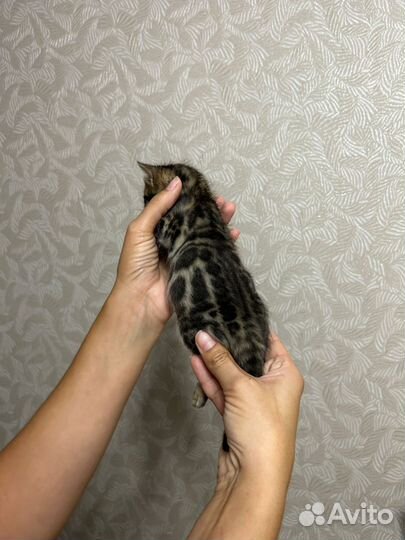 Бенгальская