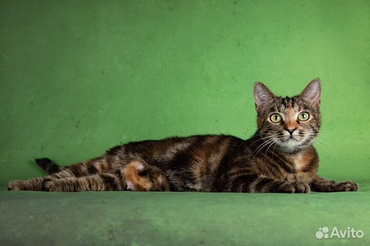 Шикарная трёхцветная кошка в дар