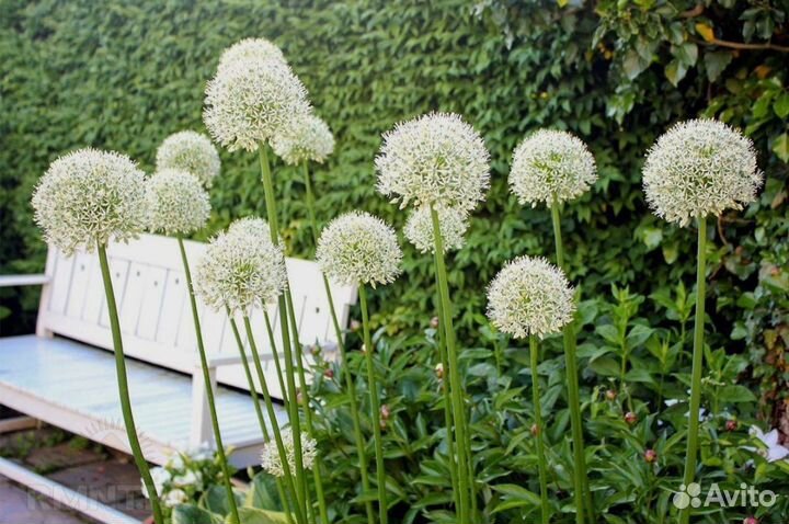 Аллиум Mount Everest (Маунт Эверест)