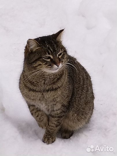 Красотка Муся