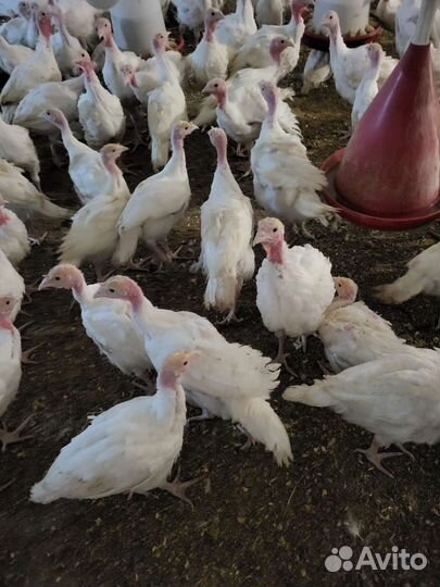 Индюки биг 6