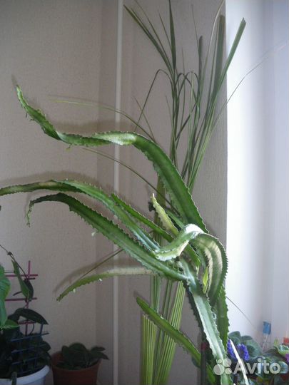 Молочай трехгранный (эуфорбия тригона) -комн. раст