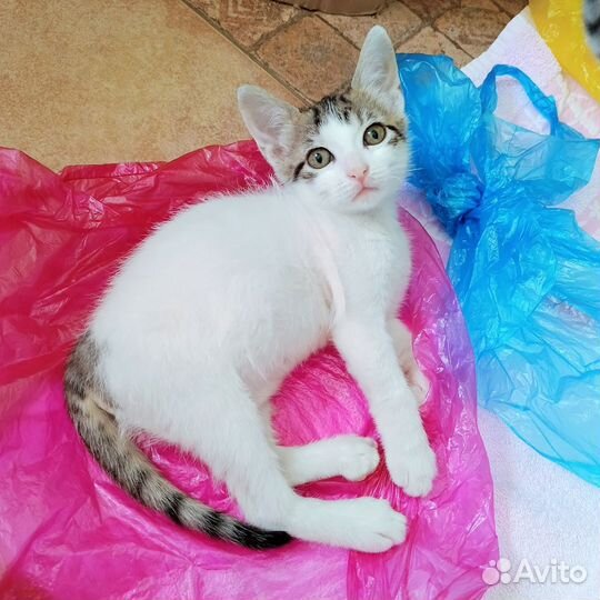 Белый котенок девочка ищет дом