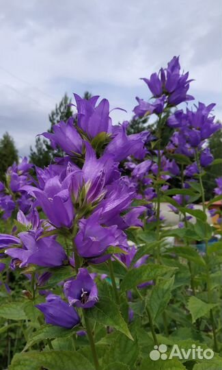 Многолетники