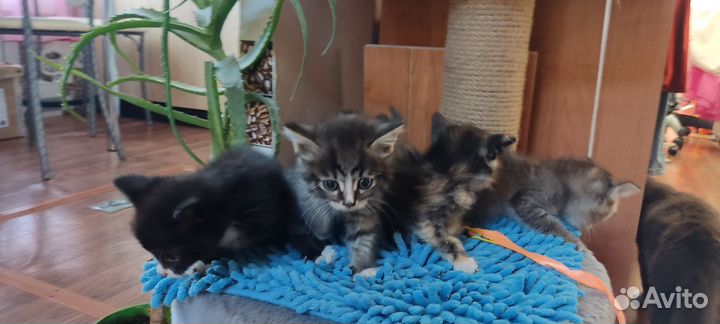 Бесплатно в добрые руки