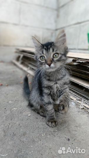 Котенок