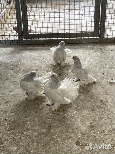 Статные голуби