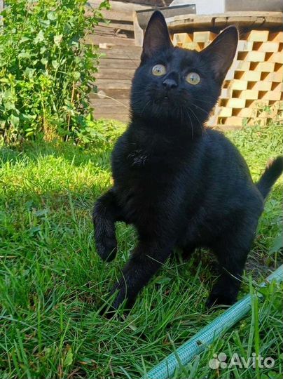 Котята (привиты, девочка стерилизована)