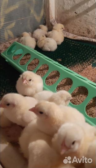 Белый бройлер,цветной бройлер