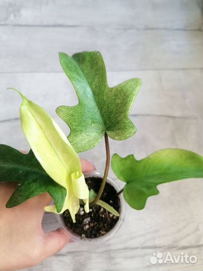 Филодендрон Флорида ghost