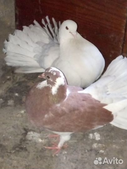 Голуби домашние