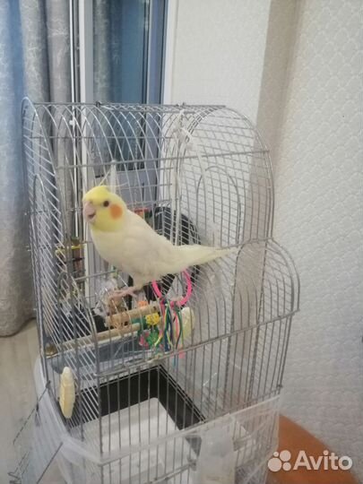 Попугай корелла ручной